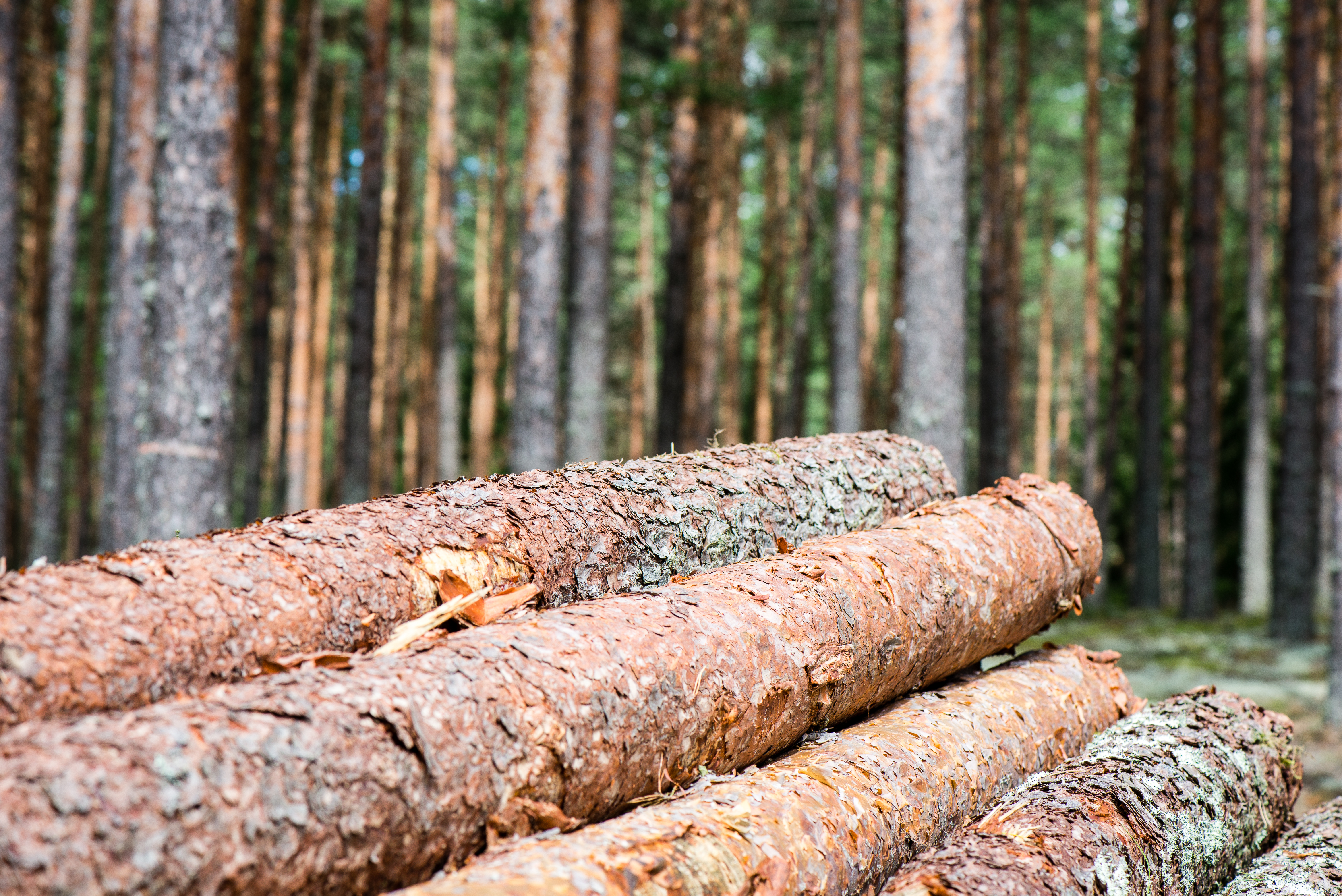 Skog, EUDR
