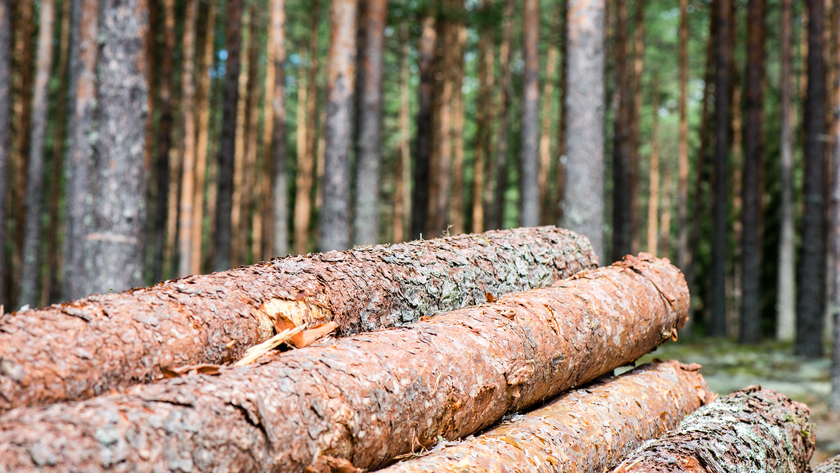 Skog, EUDR