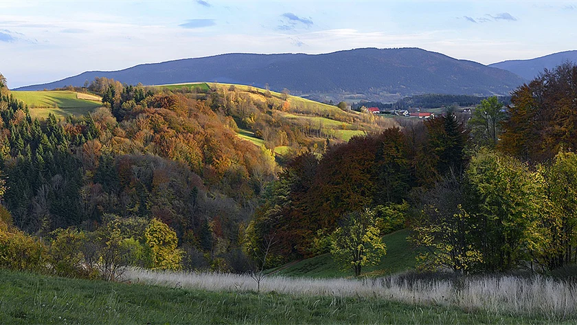 Skogslandskap i Polen.