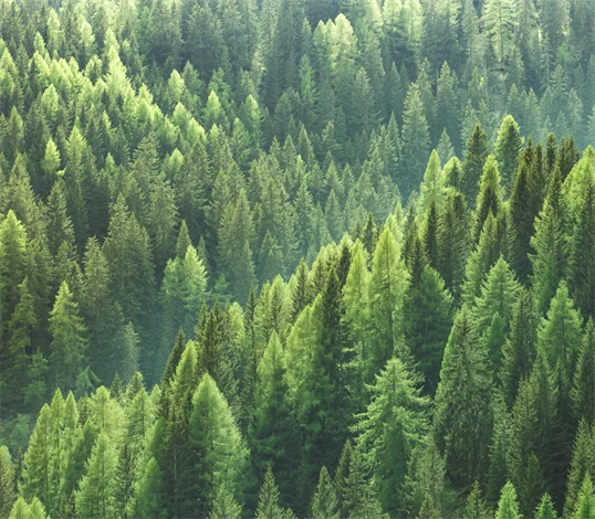 skog