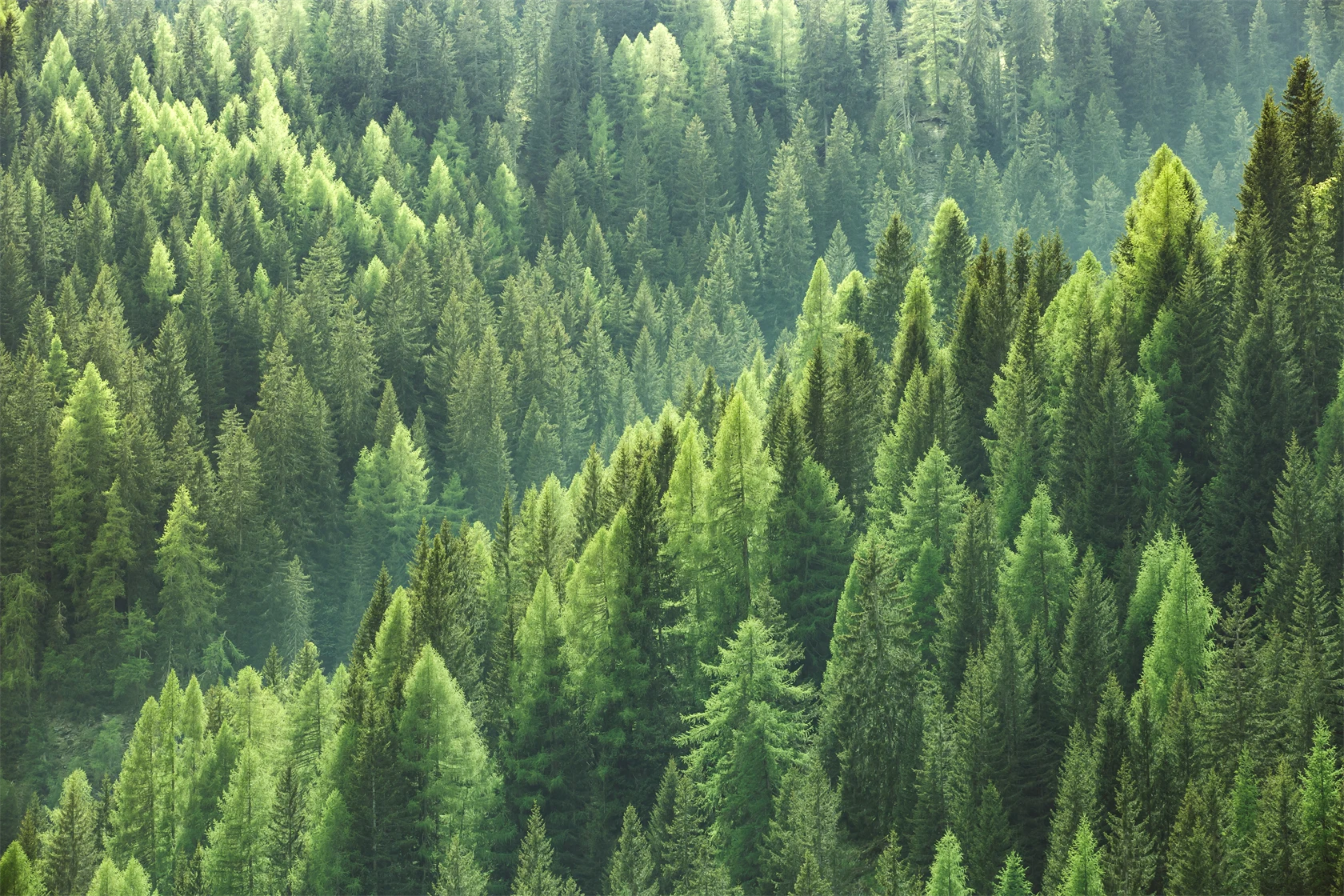 skog