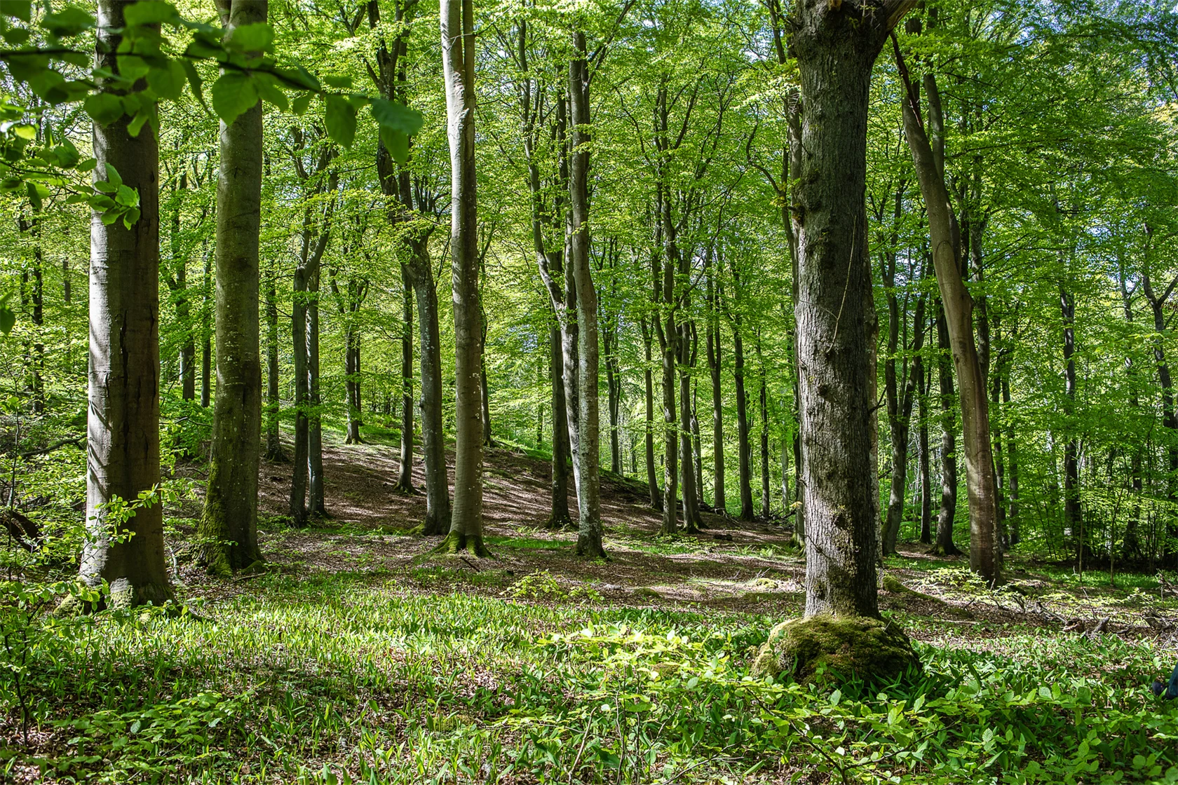 Bokskog i Skåne.